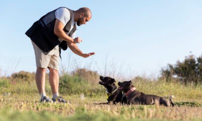 A Complete Guide to Using GPS Trackers for Hunting Dogs