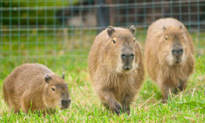 The Social Life of Cadibara Why They're the Ultimate Group Animals