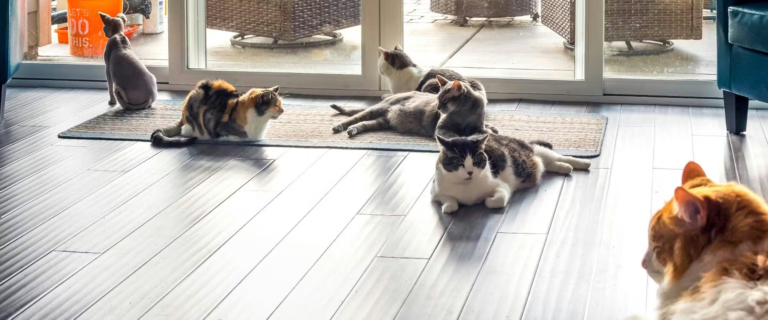 Harmony in a Multi-Cat Home with Training Collars